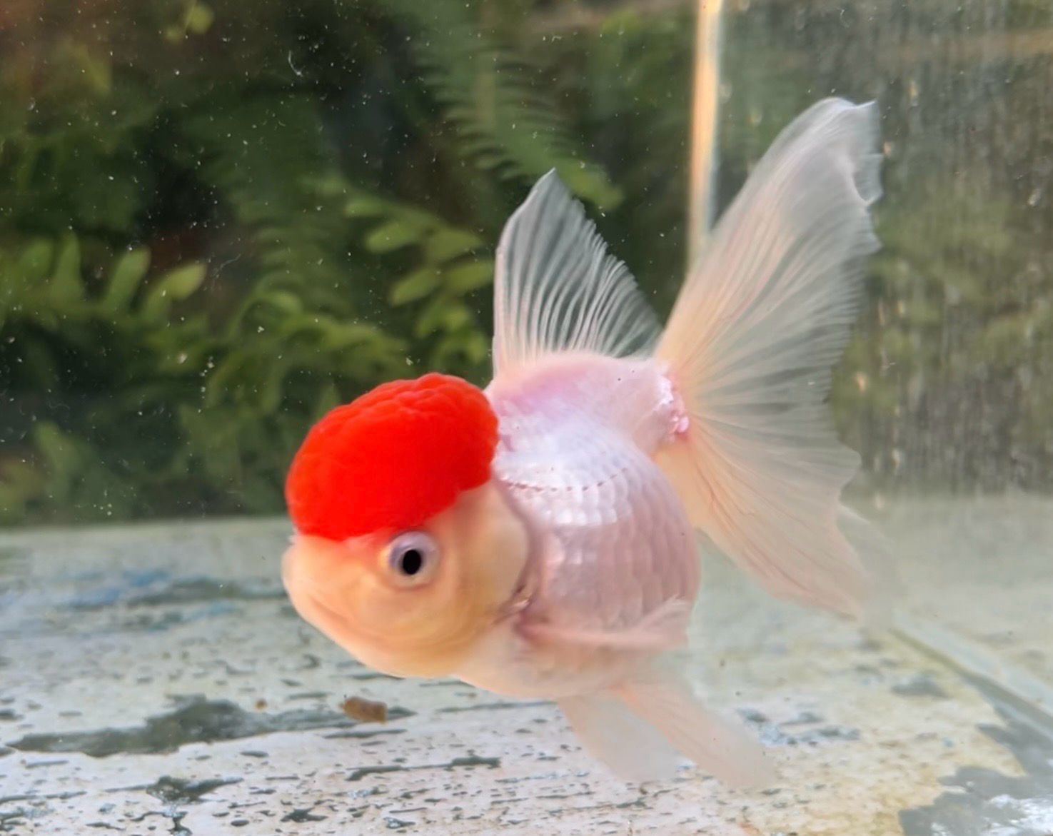 Tancho High Head Oranda (F, 4.75”) - Free Shipping