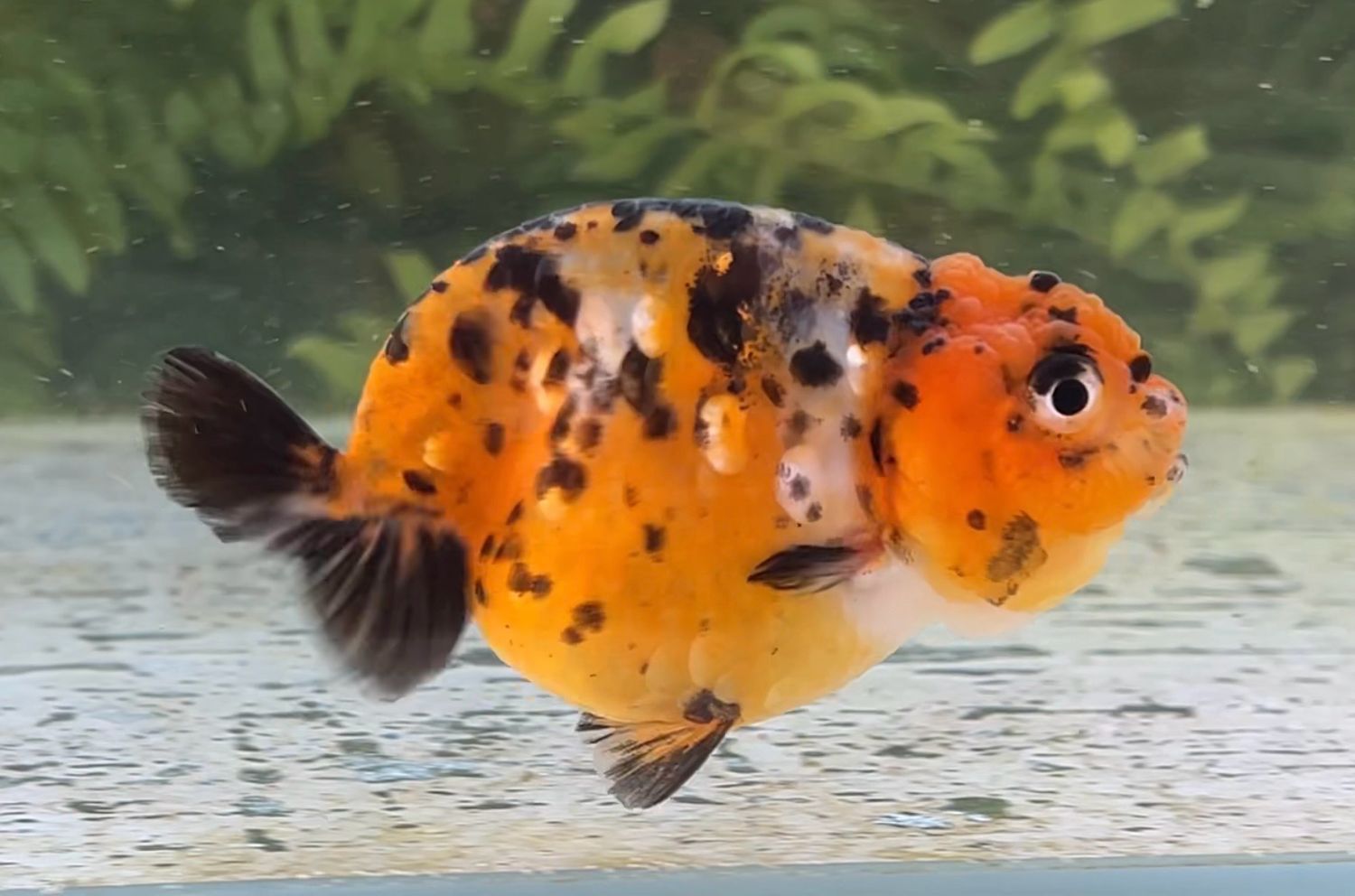Calico Yuanbao Ranchu (F, 3.5”) - Free Shipping