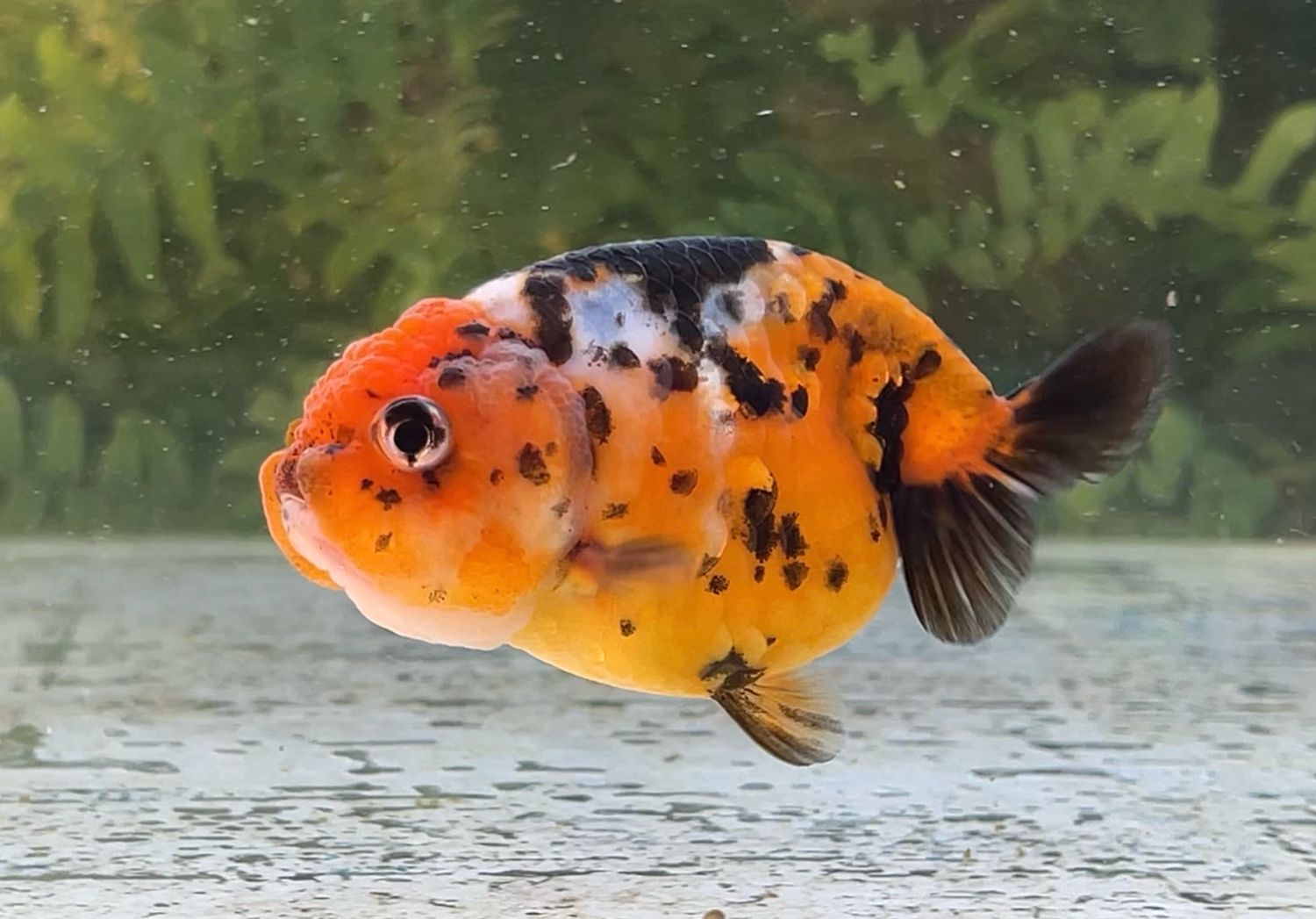 Calico Yuanbao Ranchu (F, 3.5”) - Free Shipping
