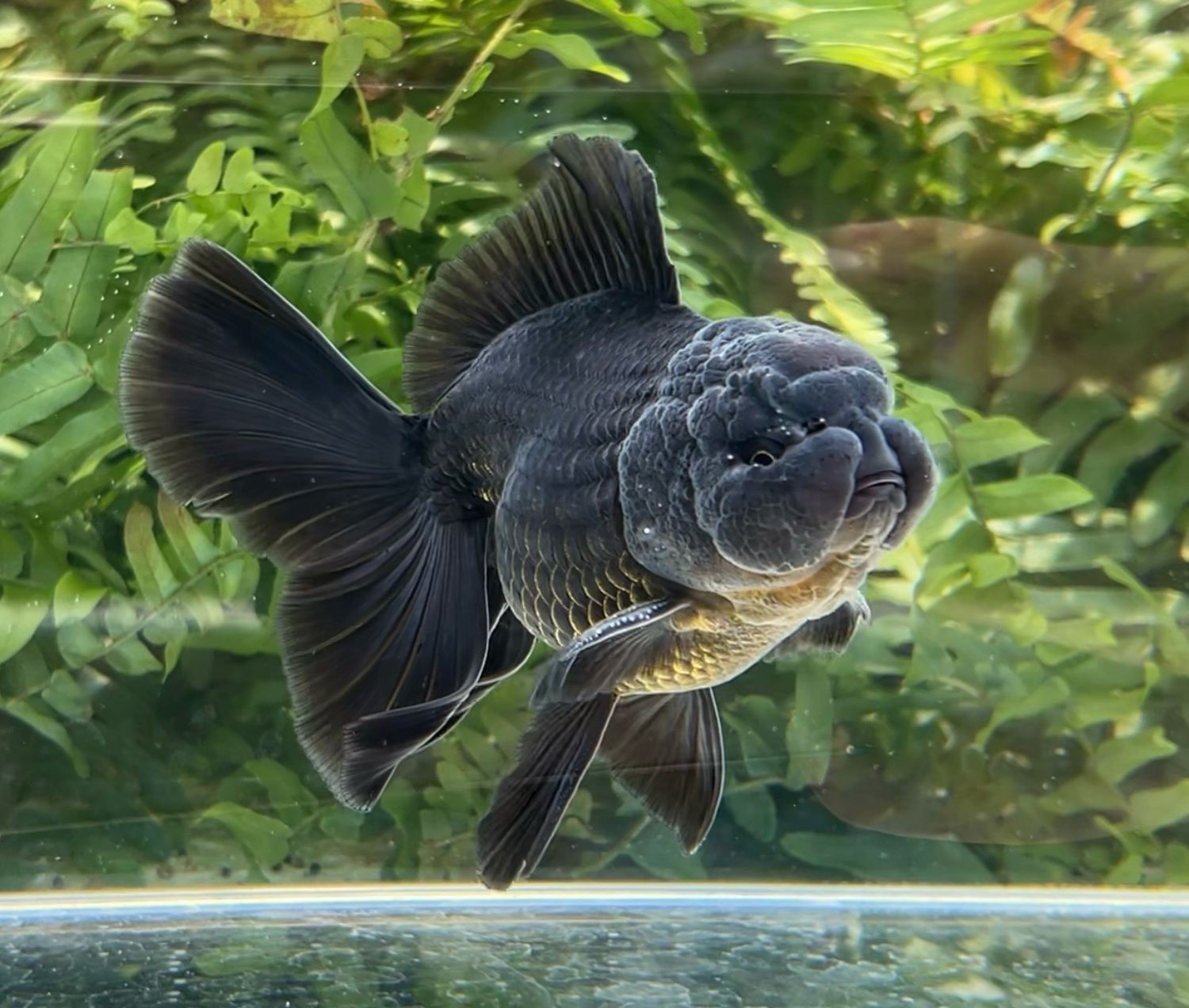 Black Rosetail Oranda (M, 5”) - Free Shipping