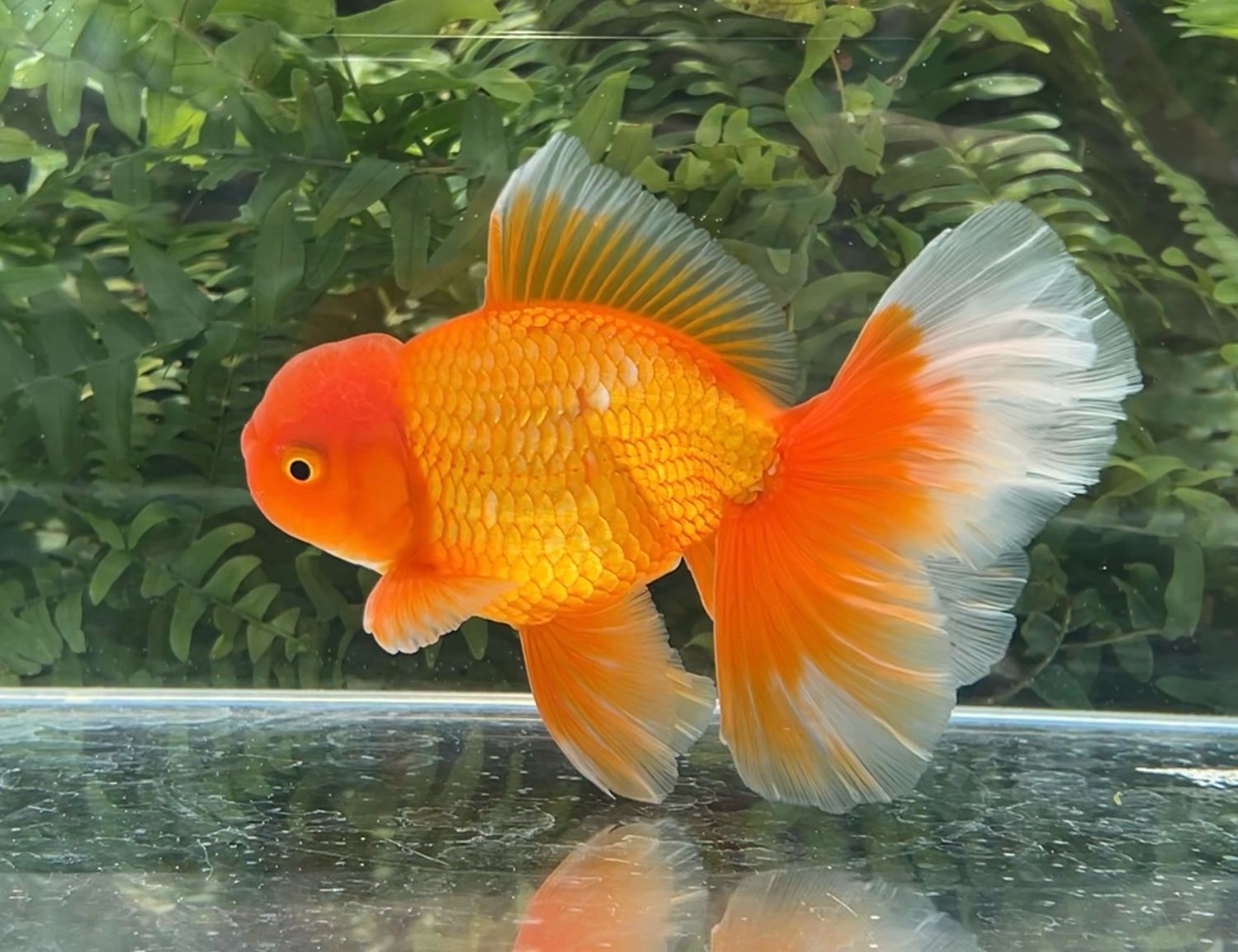 Red Peonytail Oranda (M, 5.75”) - Free Shipping