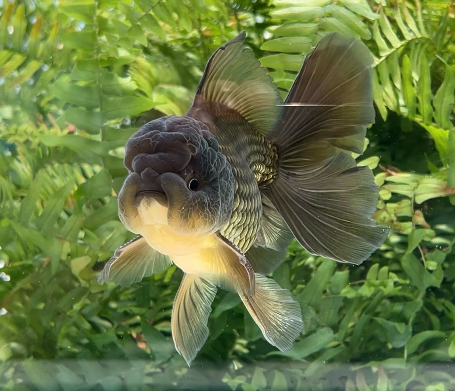 Bronze Rosetail Oranda (M, 5.75”) - Free Shipping