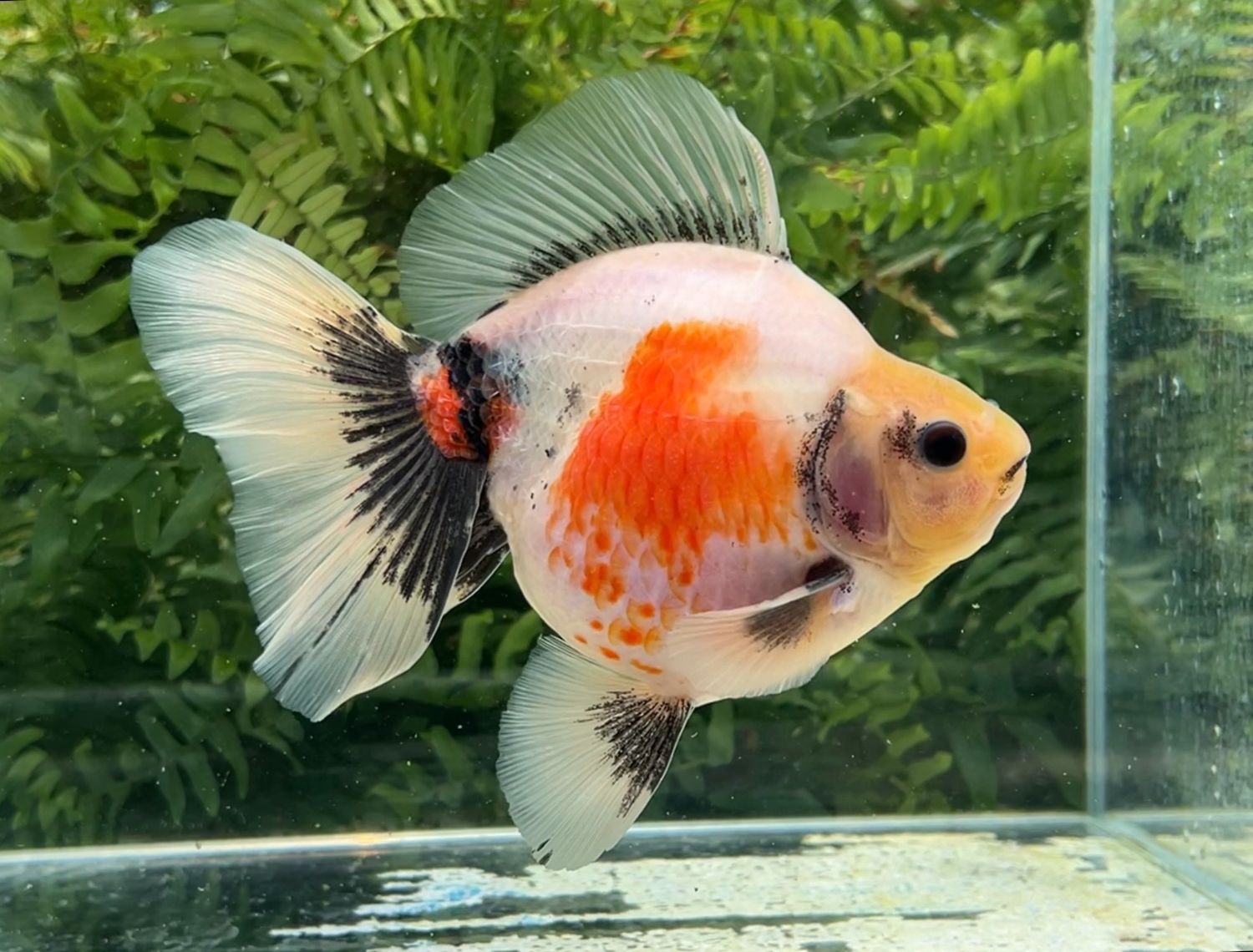 Tri-color Broadtail Ryukin (M, 6.25”) - Free Shipping