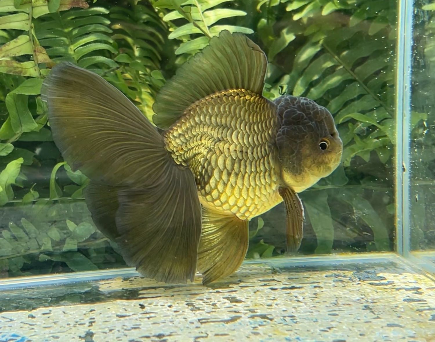 Bronze Rosetail Oranda (M, 4.5”) - Free Shipping