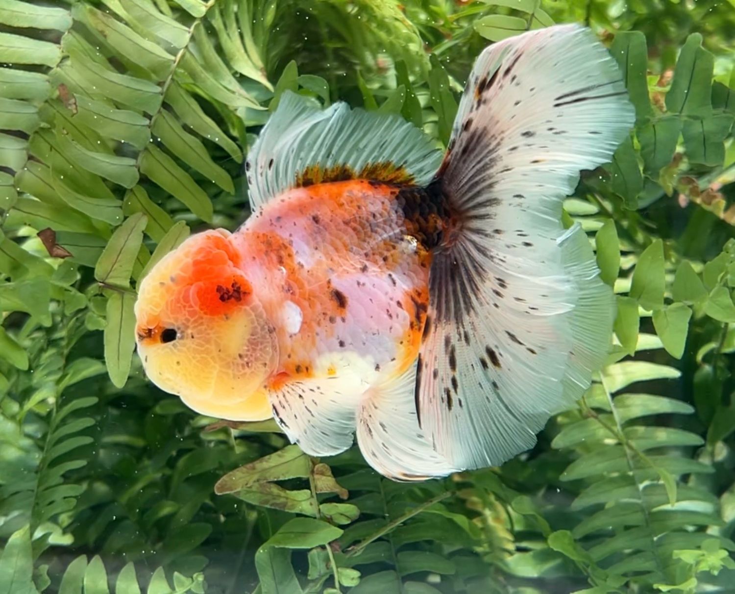 Calico Rosetail Oranda (M, 4.5”) - Free Shipping