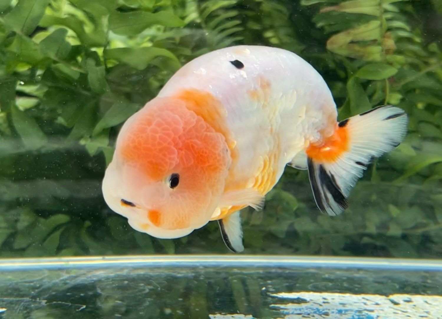 Silver Coin Sakura Yuanbao Ranchu (M, 4.25”) - Free Shipping