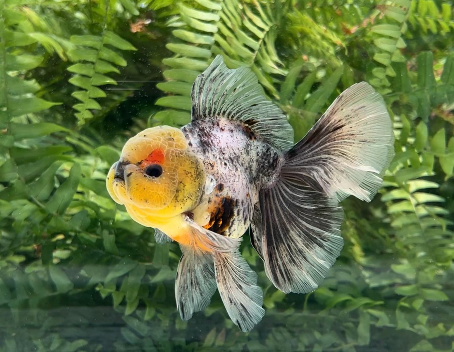 Chinese Water Colors Rosetail Oranda (M, 5”) - Free Shipping
