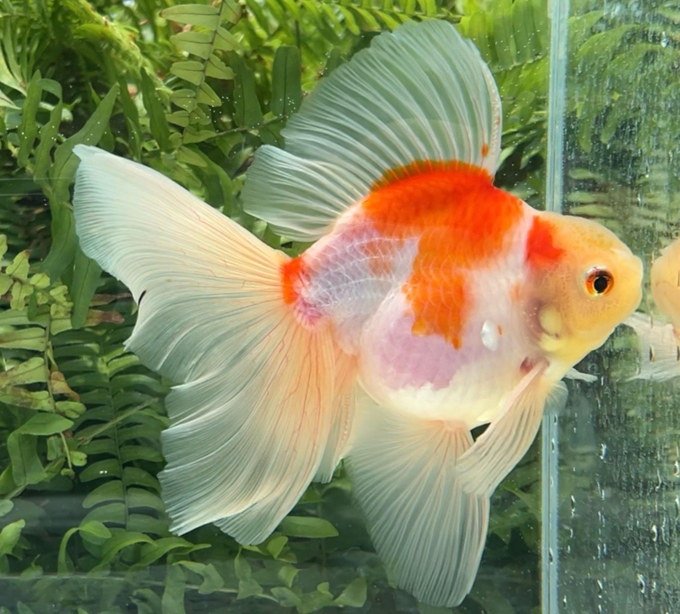 Sakura Veiltail (M, 6.25”) - Free Shipping