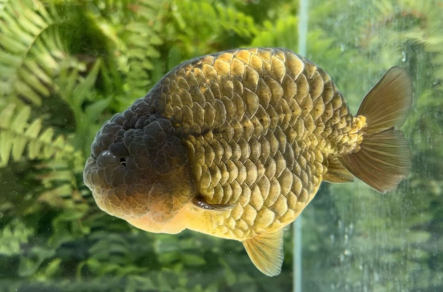 Bronze Dragon Scale Yuanbao Ranchu (M, 5”) - Free Shipping