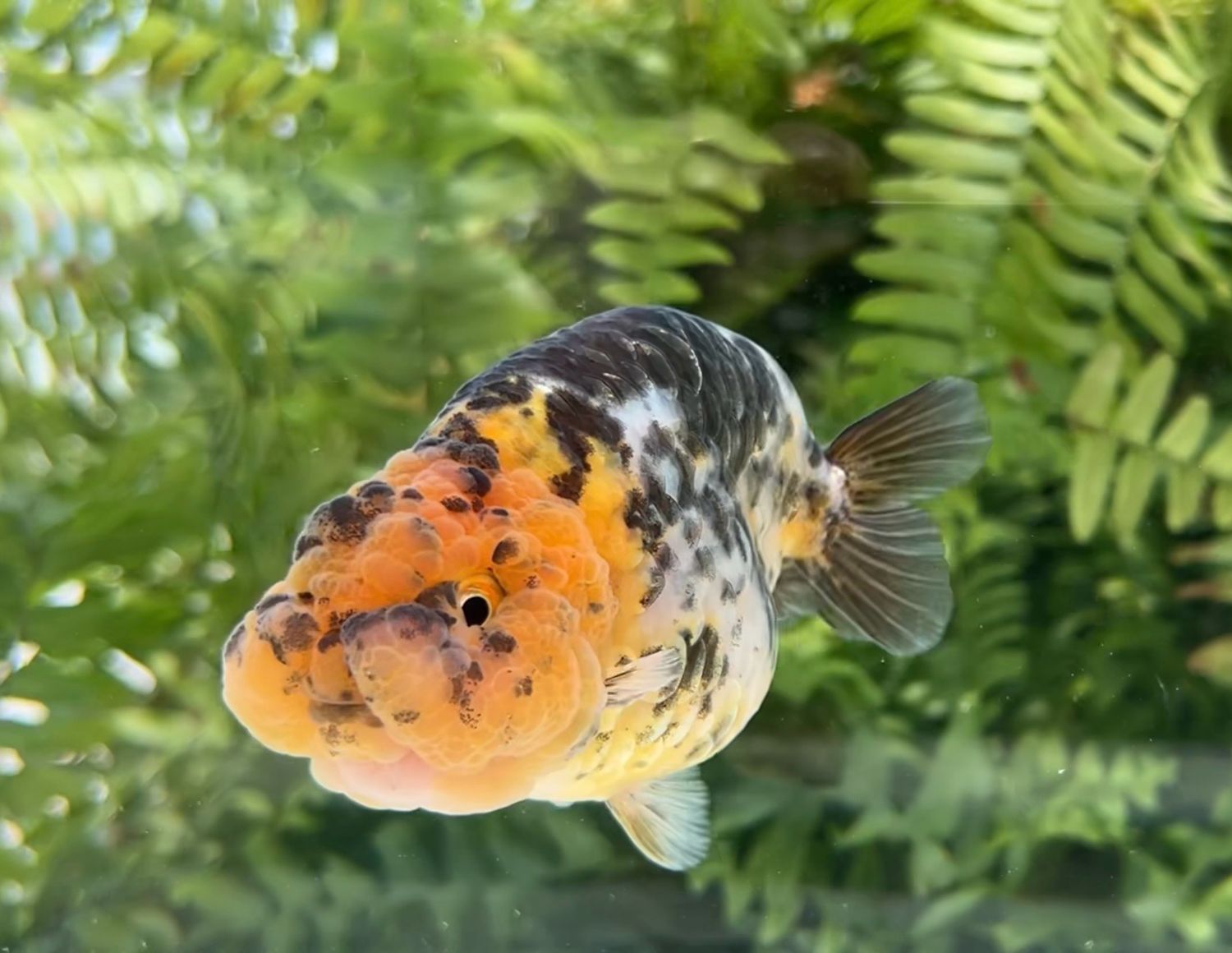 Calico Yuanbao Ranchu (M, 4”) - Free Shipping