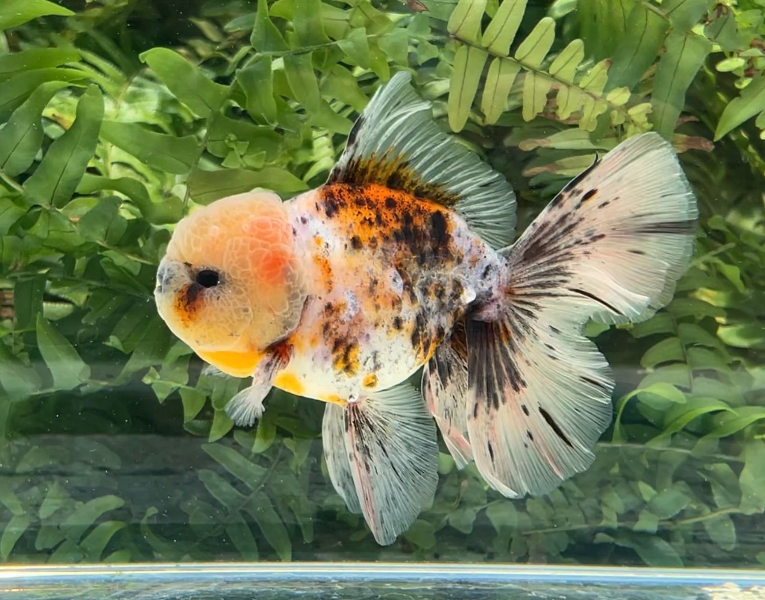 Calico Rosetail Oranda (M, 4.75”) - Free Shipping