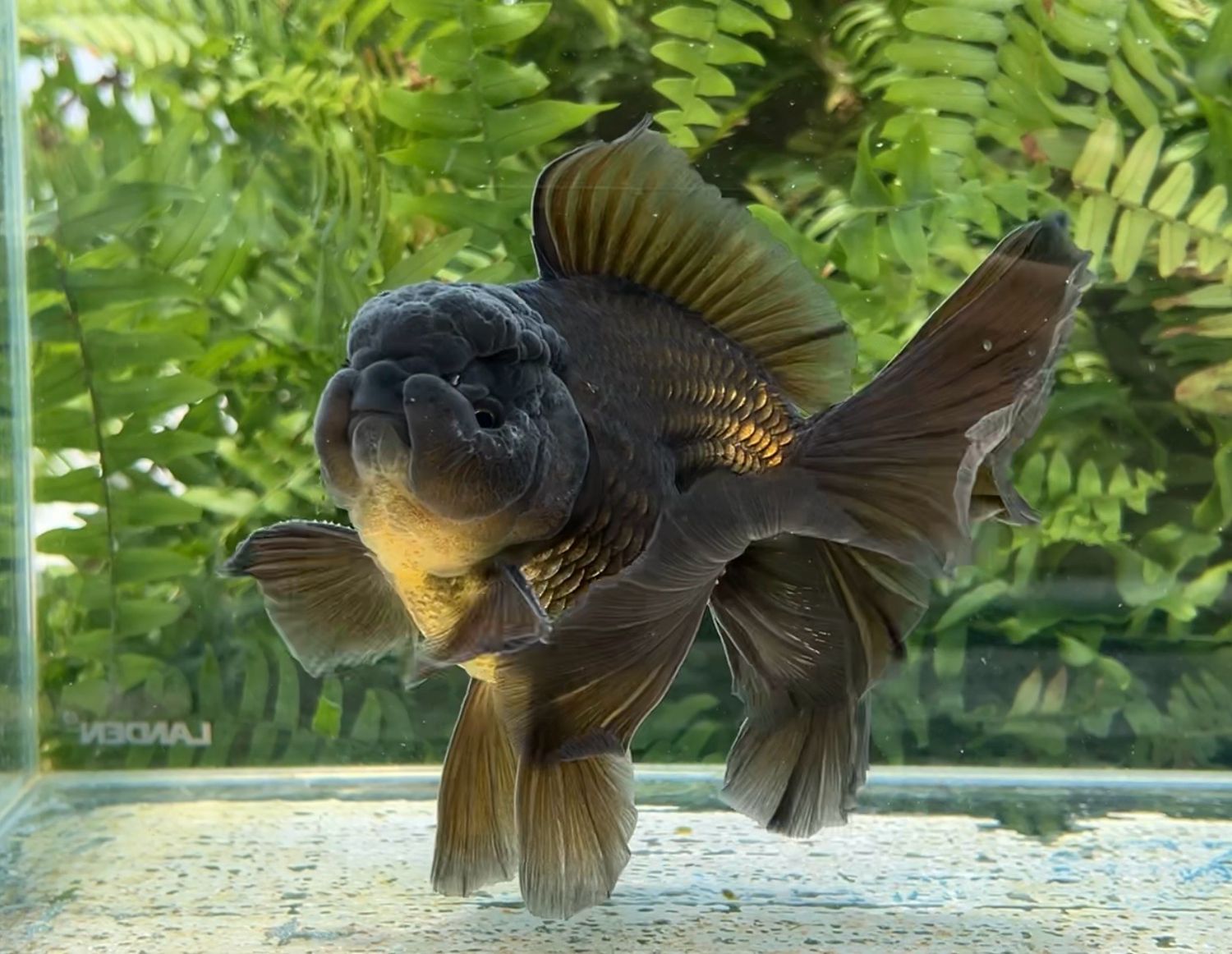 Black Rosetail Oranda (M, 6.25”) - Free Shipping