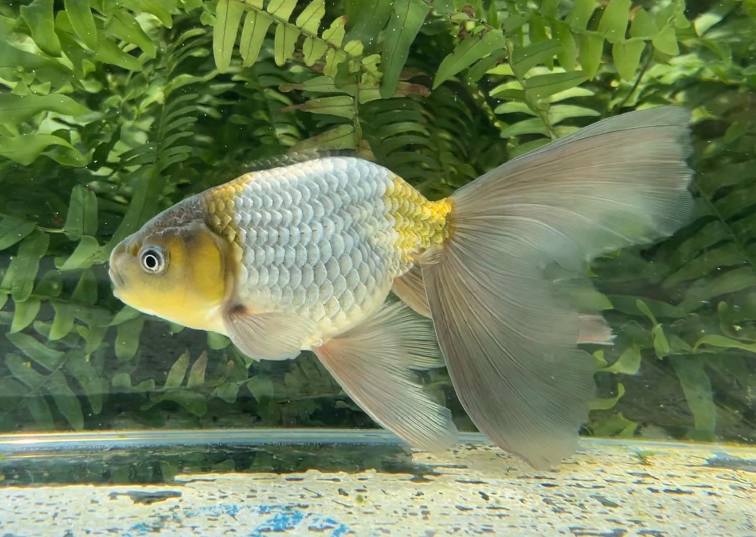 Blue Egg Phoenix (M, 6.75”) - Free Shipping