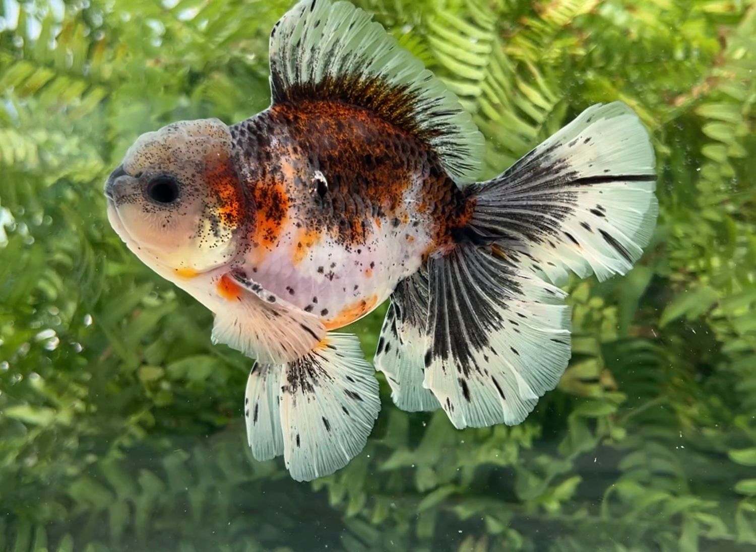Calico Rosetail Oranda (M, 5.5”) - Free Shipping