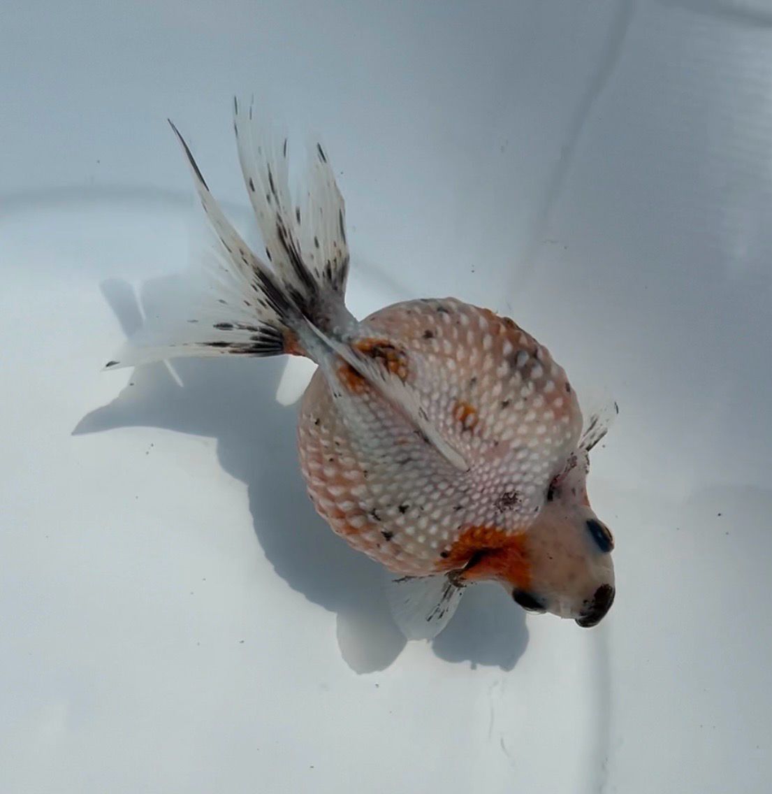 Calico Mousehead Pearlscale (F, 4.25”) - Free Shipping