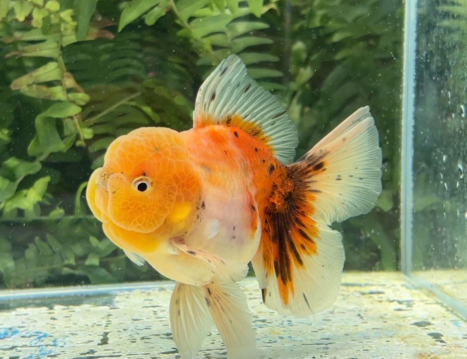 Calico Rosetail Oranda (M, 4.5”) - Free Shipping