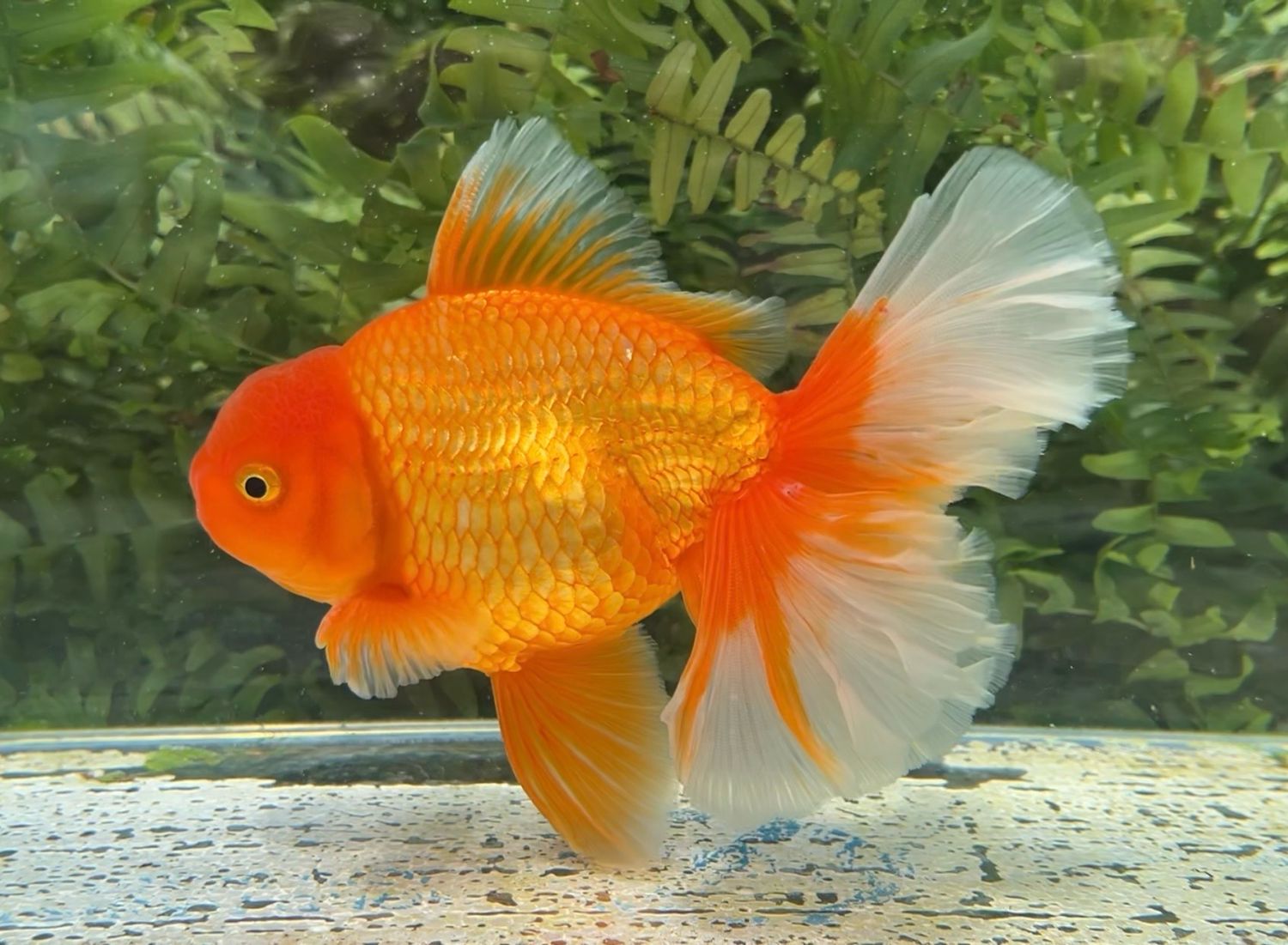 Red Peonytail Oranda (M, 6.5”) - Free Shipping
