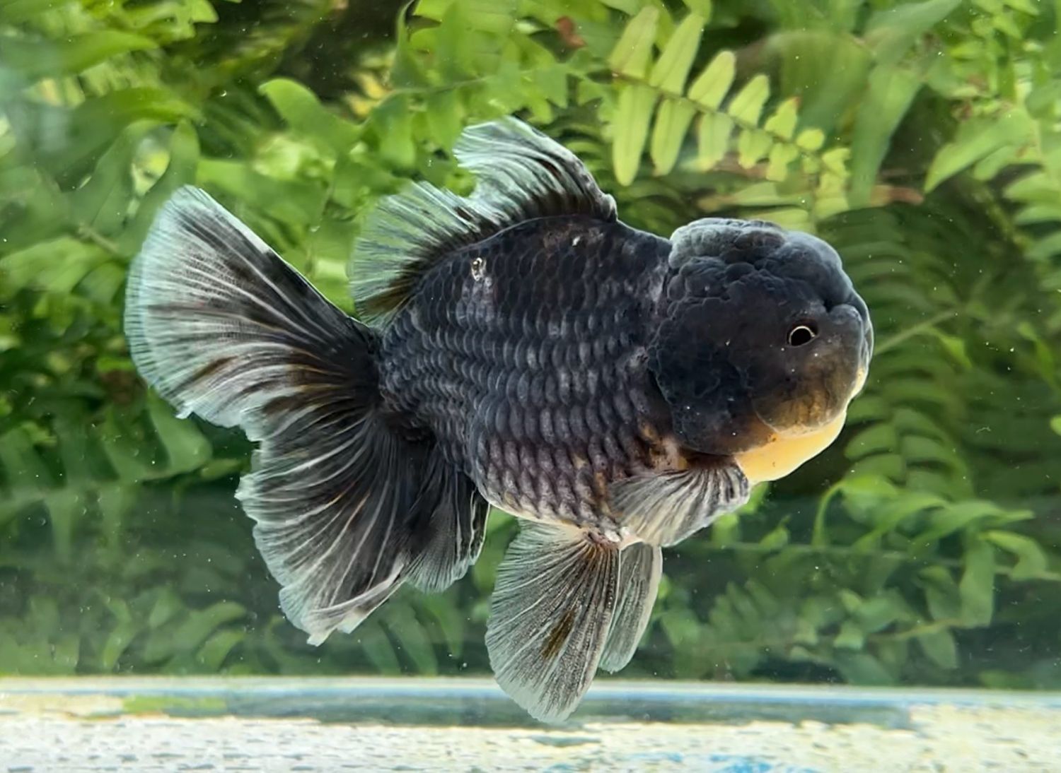 Black Kirin Rosetail Oranda (M, 4.5”) - Free Shipping