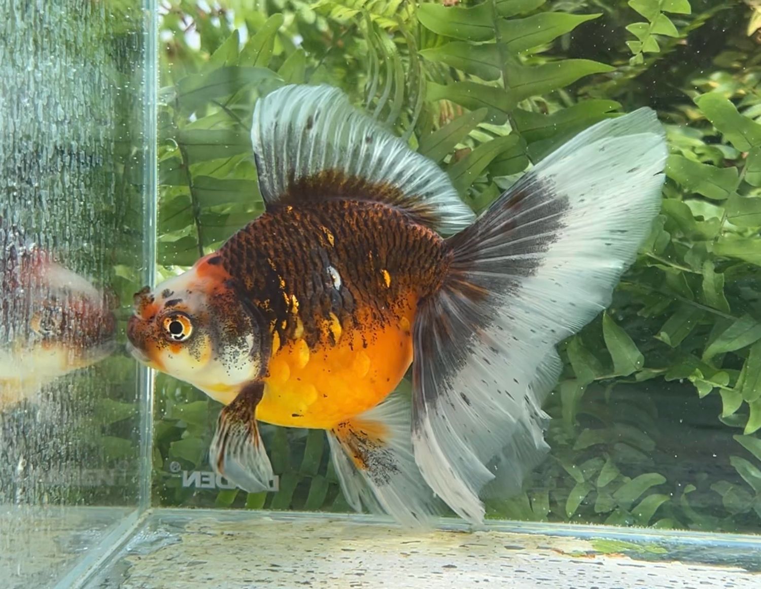 Autumn Leaves Veiltail (F, 6.75”) - Free Shipping