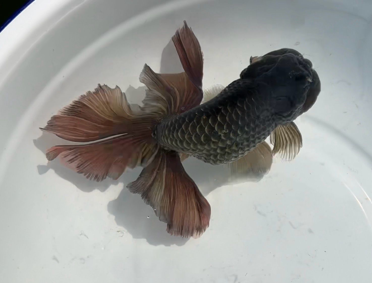 Bronze Phoenixtail Ranchu (M, 6.5”) - Free Shipping