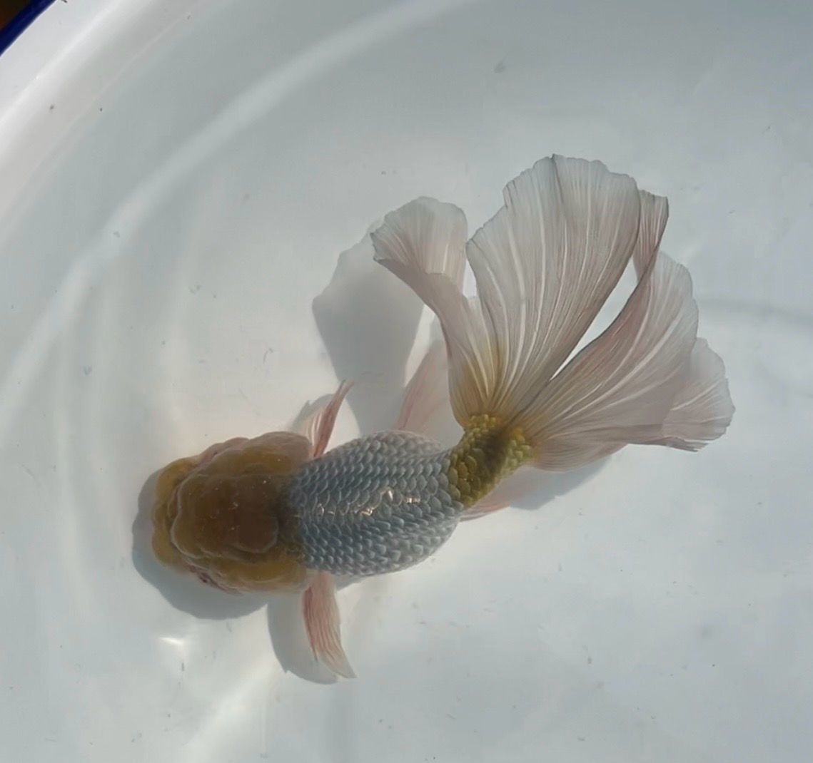 Blue Orchidtail Lionhead (M, 5.25”) - Free Shipping