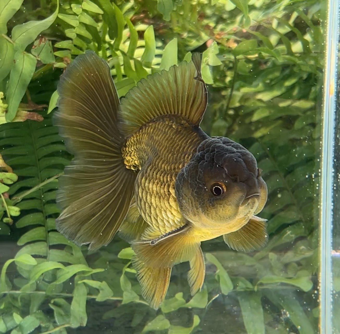 Bronze Rosetail Oranda (M, 4.5”) - Free Shipping