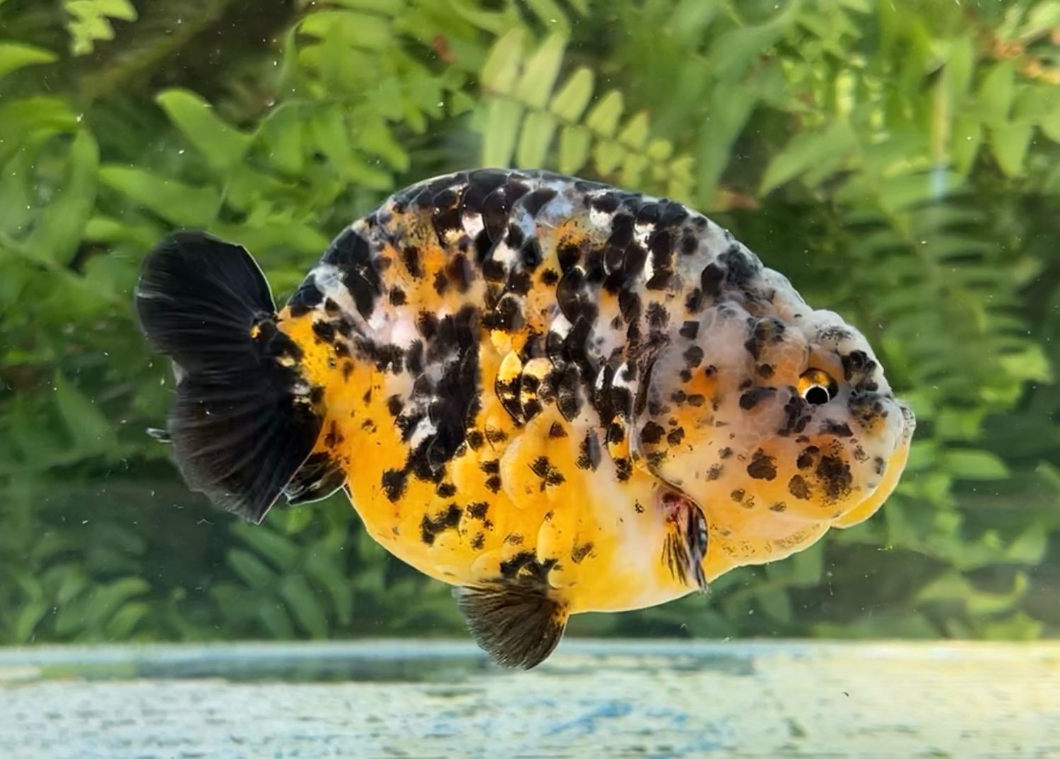 Calico Yuanbao Ranchu (M, 4.75”) - Free Shipping