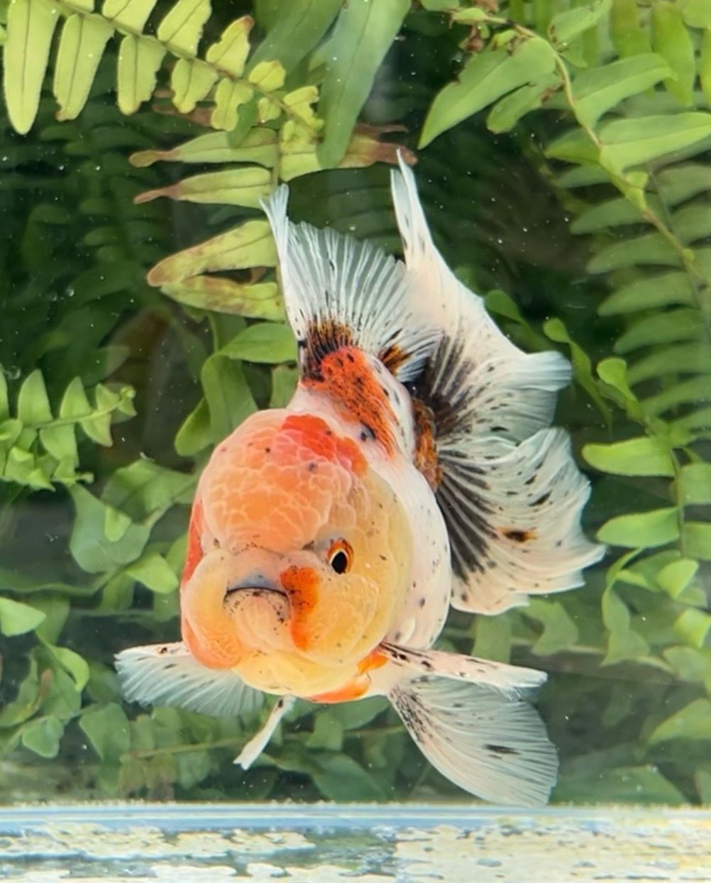 Calico Rosetail Oranda (M, 4.5”) - Free Shipping