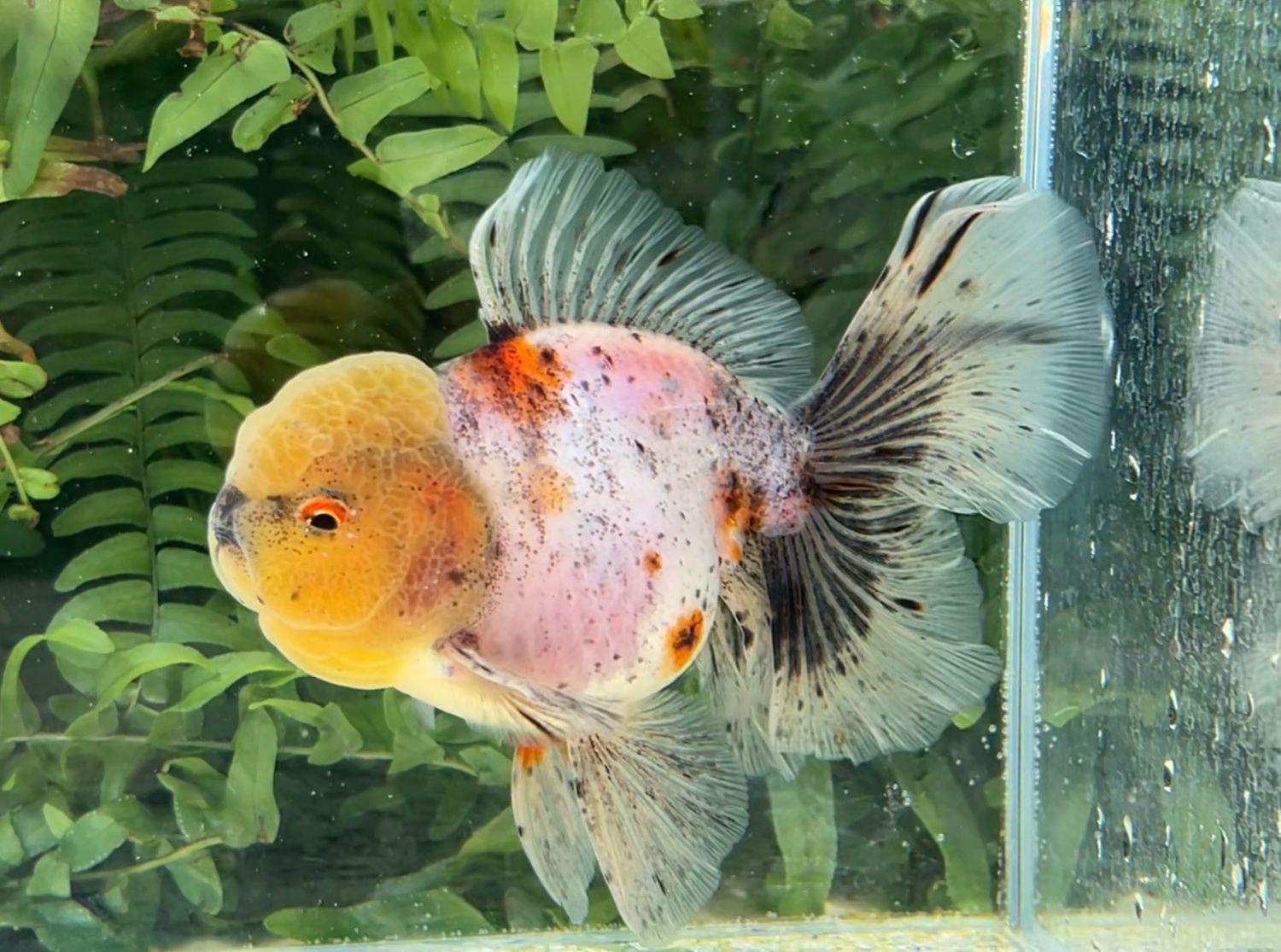 Calico Rosetail Oranda (M, 4.75”) - Free Shipping