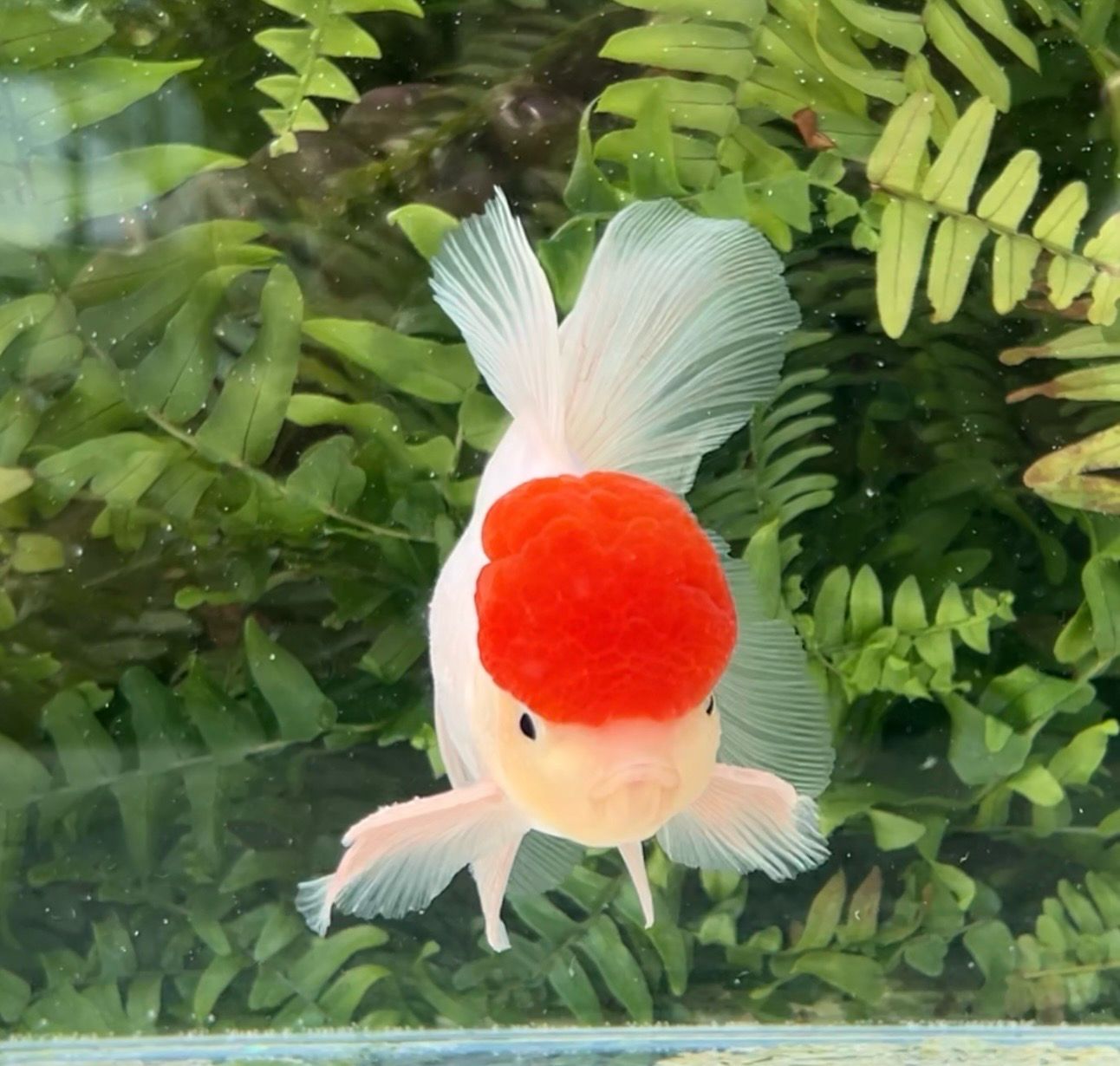 Tancho High Head Oranda (M, 5.5”) - Free Shipping