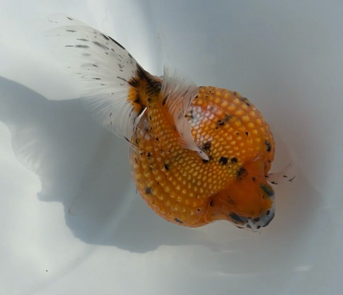 Leopard Spots Mousehead Pearlscale (F, 4”) - Free Shipping