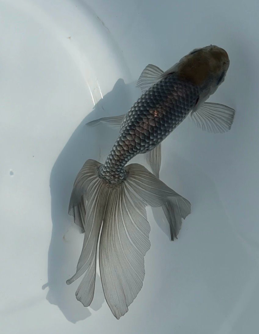 Blue Egg Phoenix (F, 5.75”) - Free Shipping