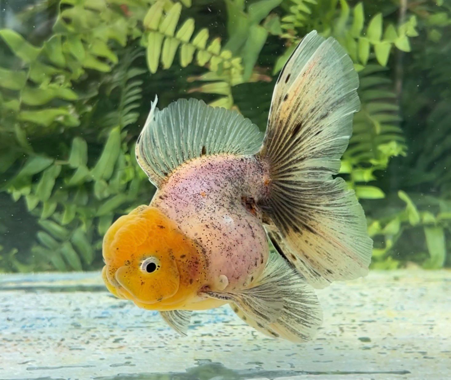 Chinese Water Colors Rosetail Oranda (M, 4.75”) - Free Shipping