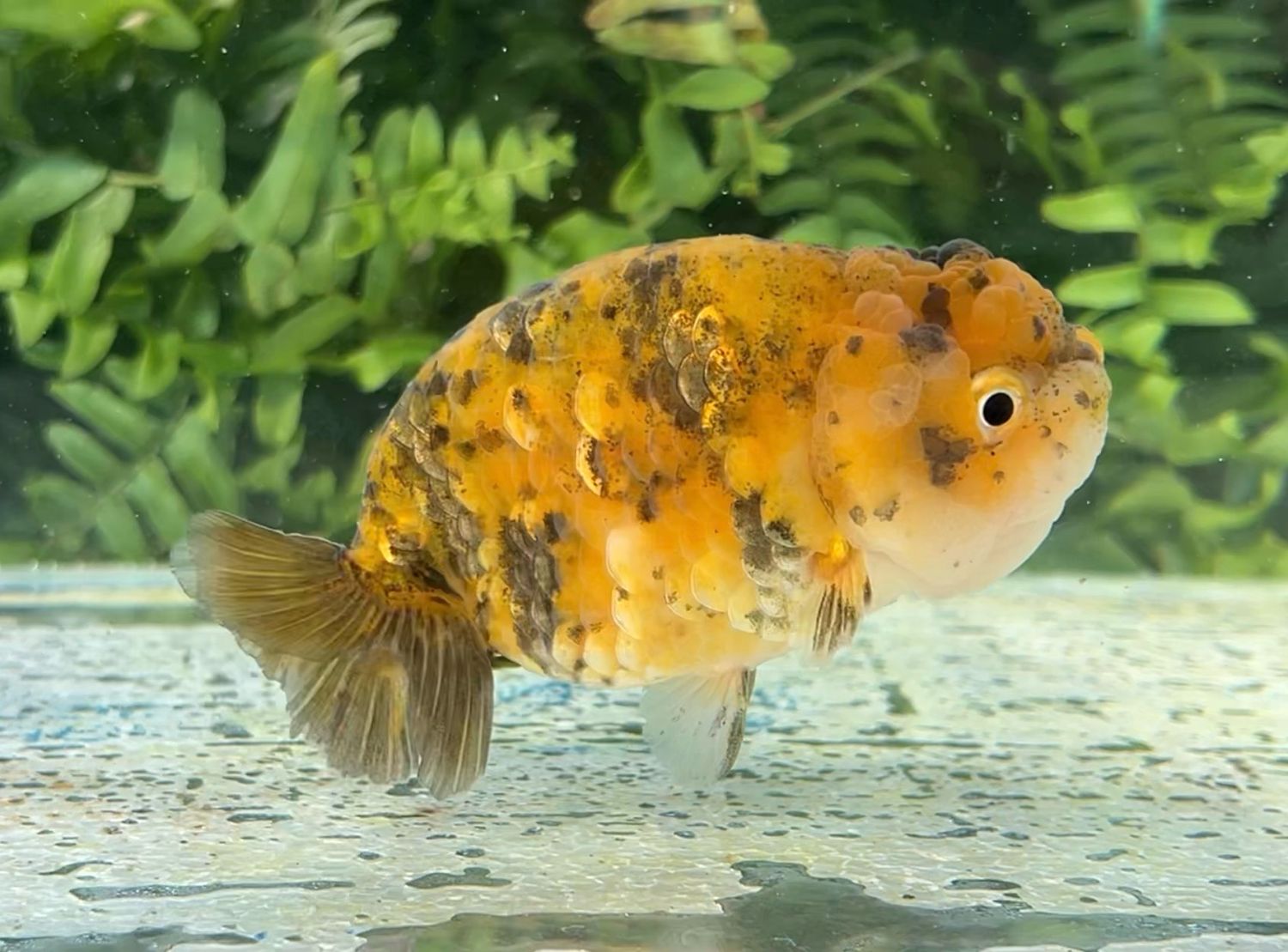 Gold Coin Tiger Yuanbao Ranchu (F, 4”) - Free Shipping