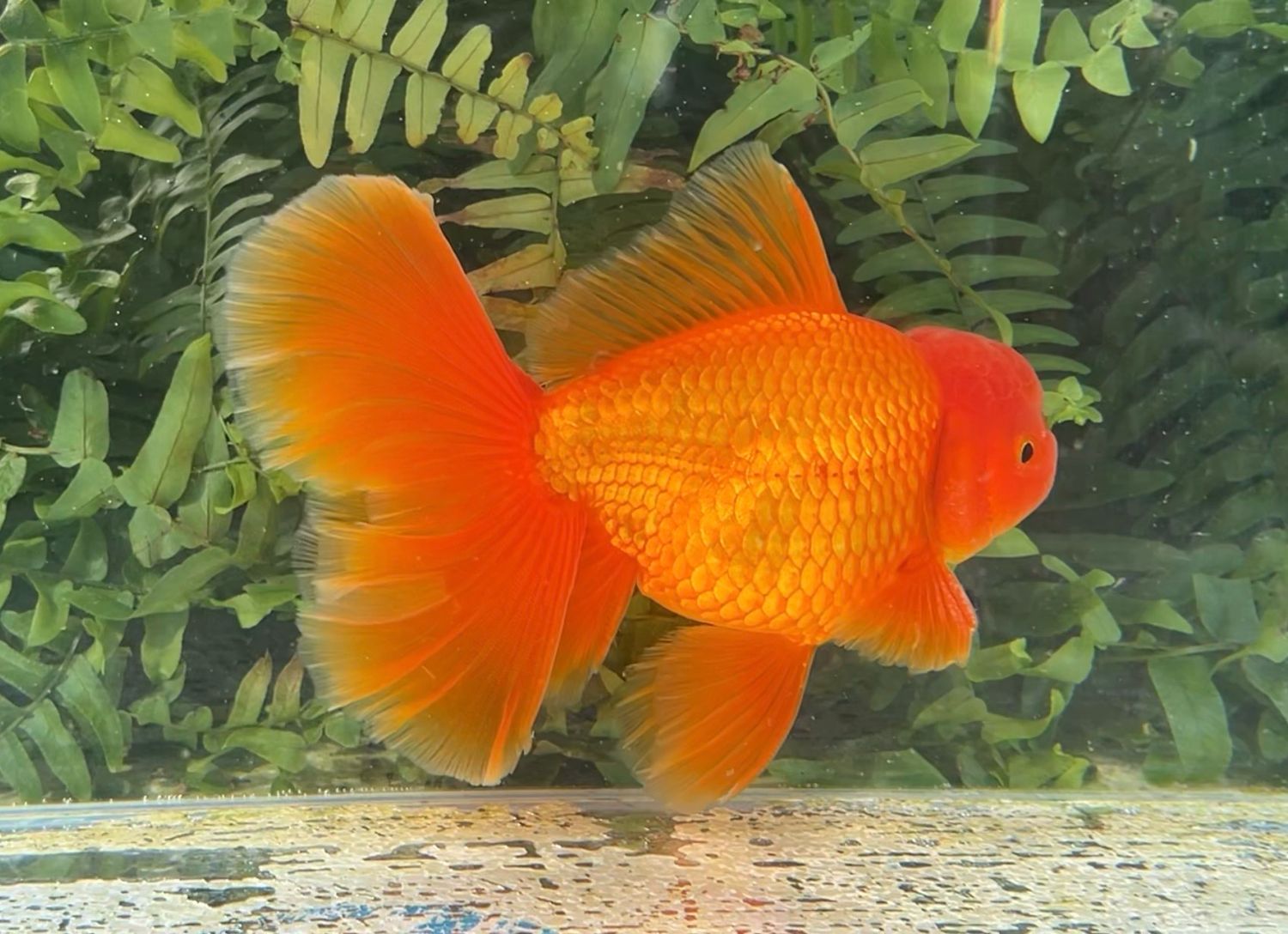 Red Peonytail Oranda (M, 6”) - Free Shipping