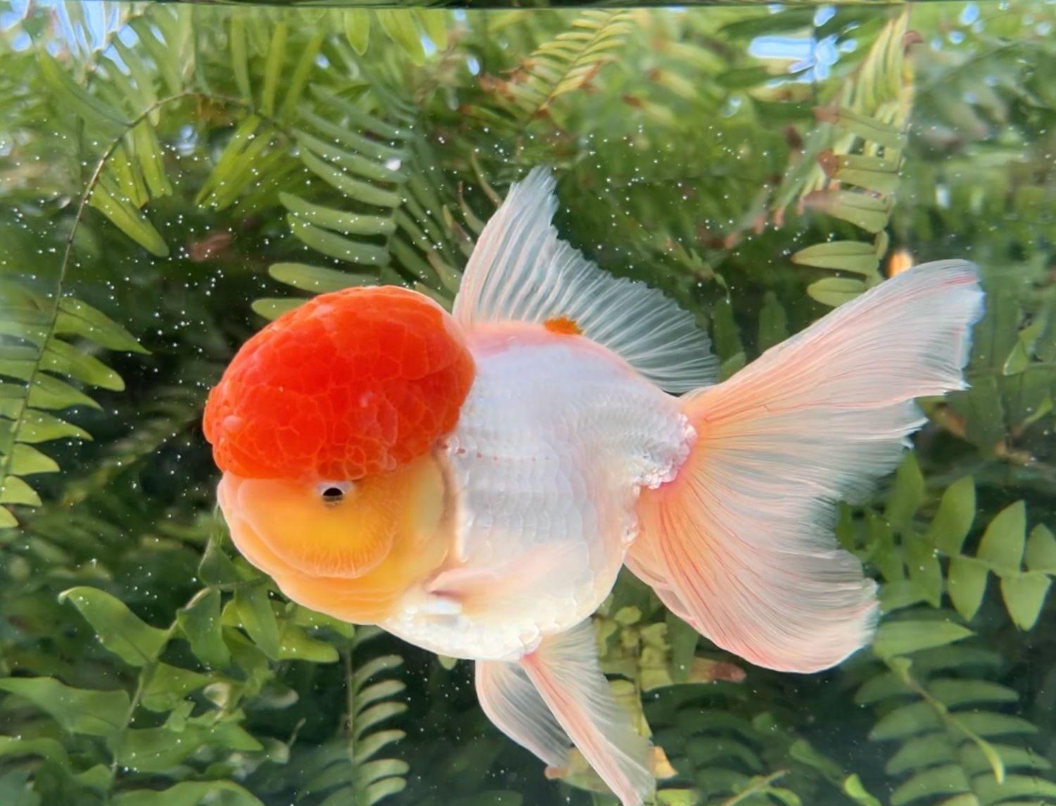 Tancho High Head Oranda (M, 6”) - Free Shipping