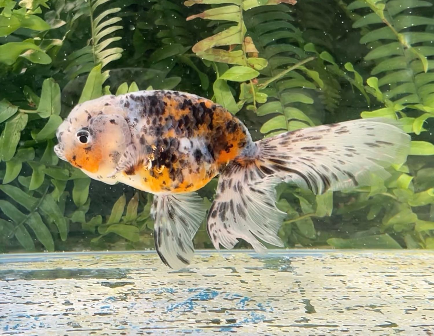 Calico Phoenixtail Ranchu (F, 5.25”) - Free Shipping