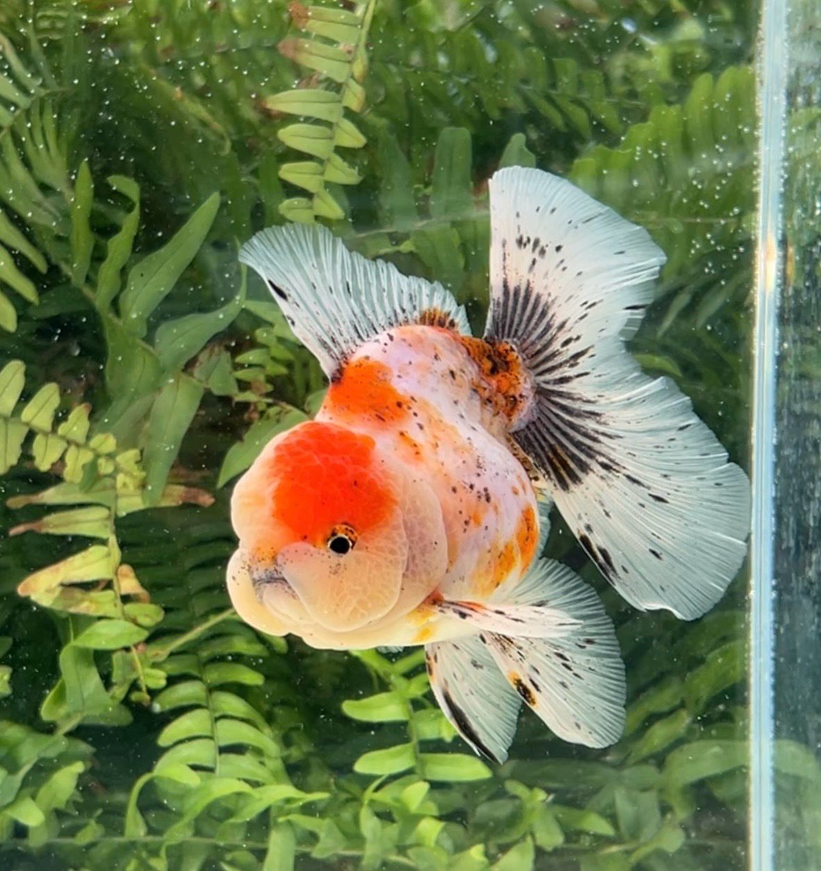 Calico Rosetail Oranda (M, 5”) - Free Shipping