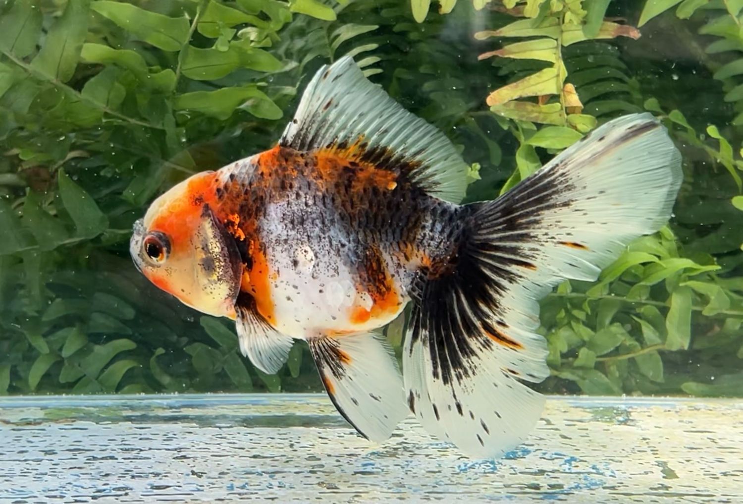 Kirin Rosetail Oranda (F, 5.75”) - Free Shipping