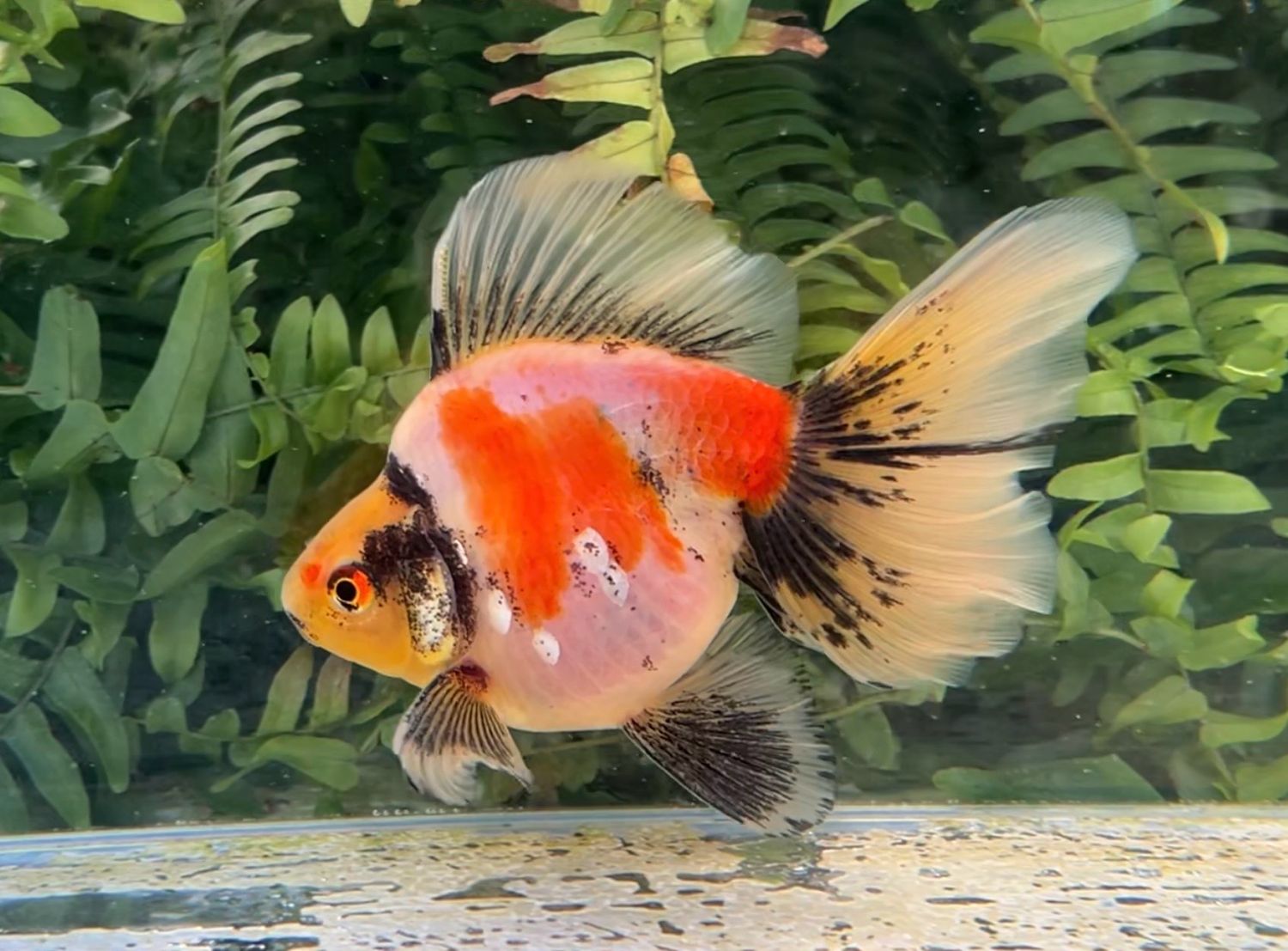 Tri-color Broadtail Ryukin (M, 5”) - Free Shipping