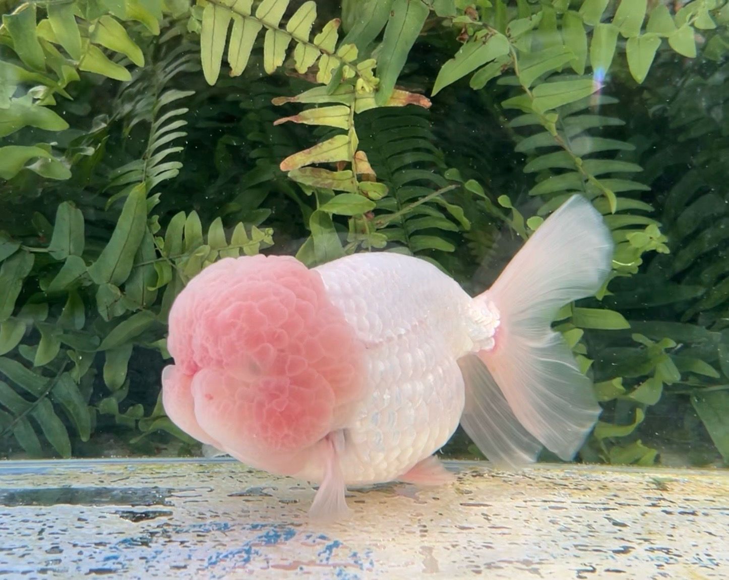White Lionhead (M, 5.75”) - Free Shipping