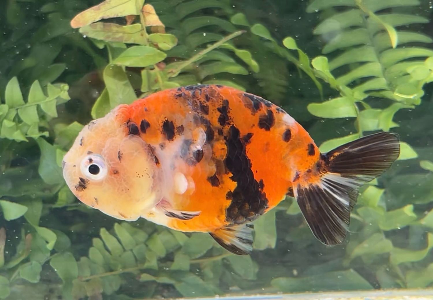 Tiger Yuanbao Ranchu (F, 3.5”) - Free Shipping