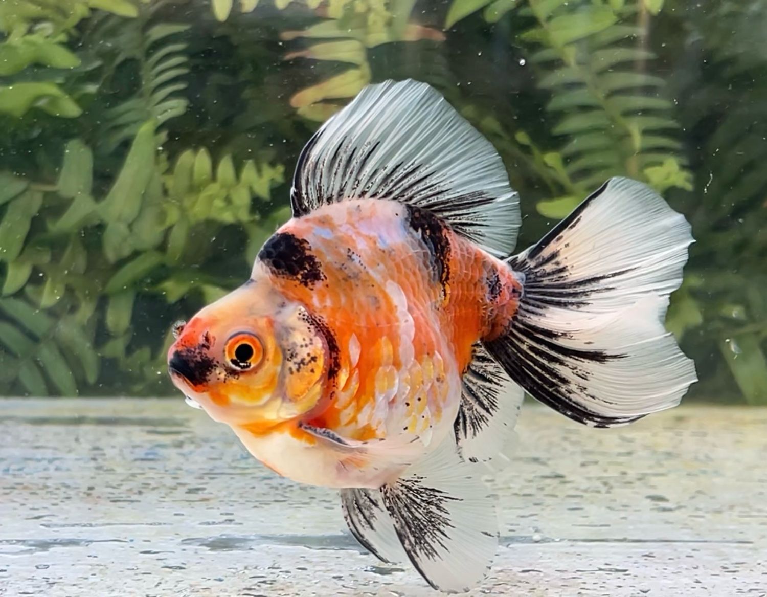 Calico Broadtail Ryukin (M, 4.5”) - Free Shipping