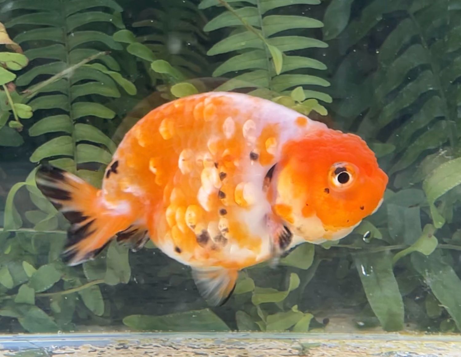 Gold Coin Orange Creamsicle Yuanbao Ranchu (F, 4”) - Free Shipping