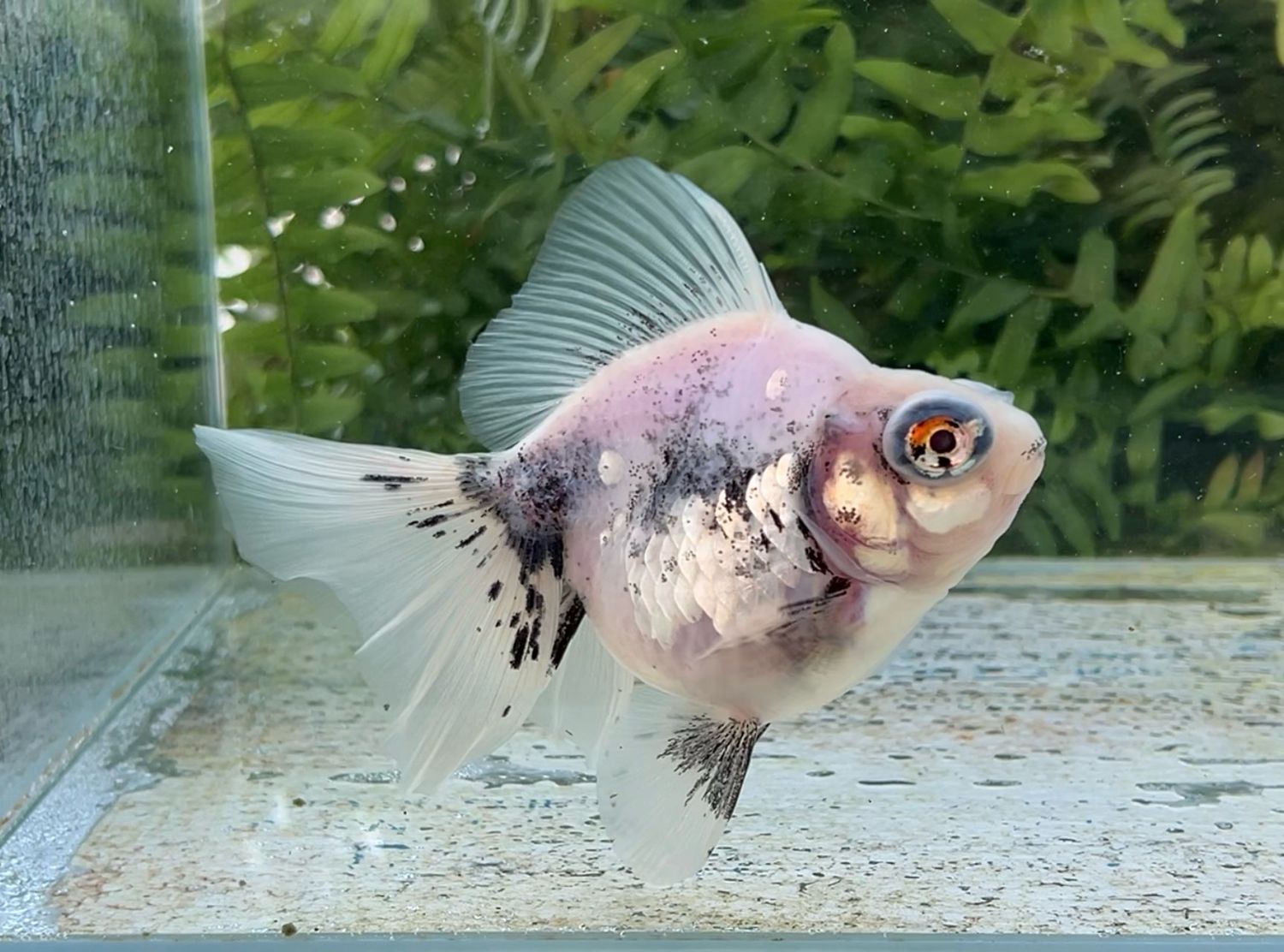 Silver Coin Chinese Water Colors Deep Body Telescope Butterfly (M, 5”) - Free Shipping