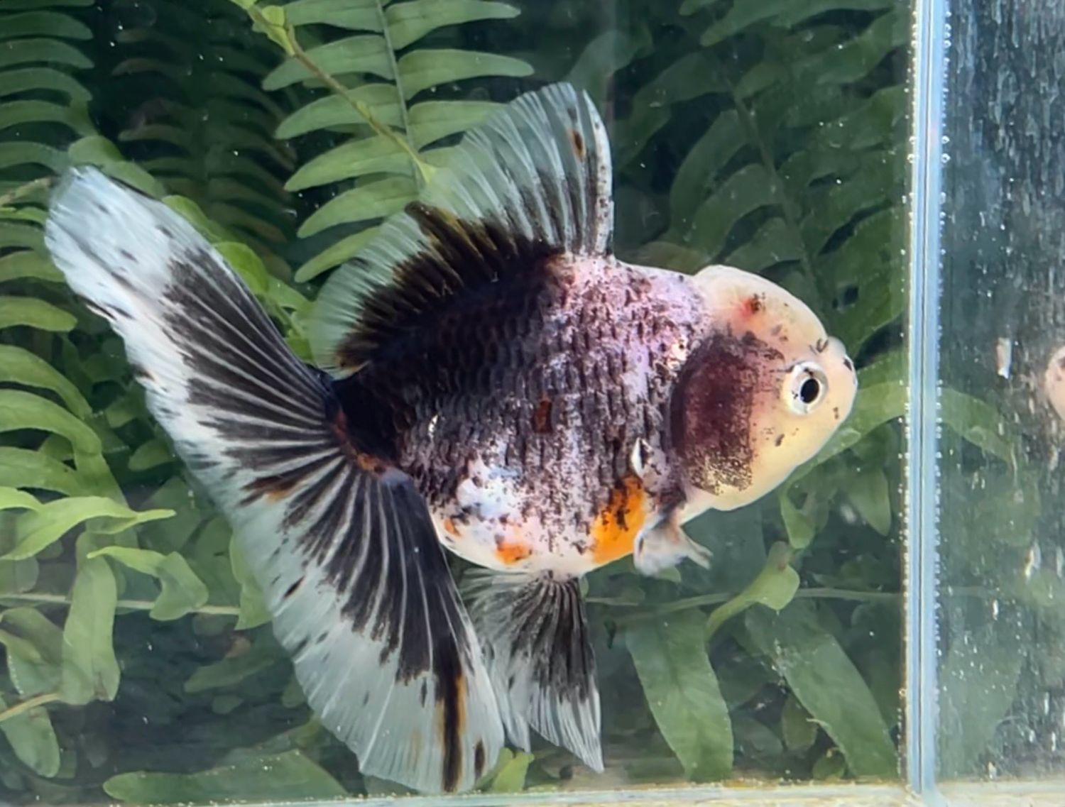 Calico Rosetail Oranda (F, 4.5”) - Free Shipping