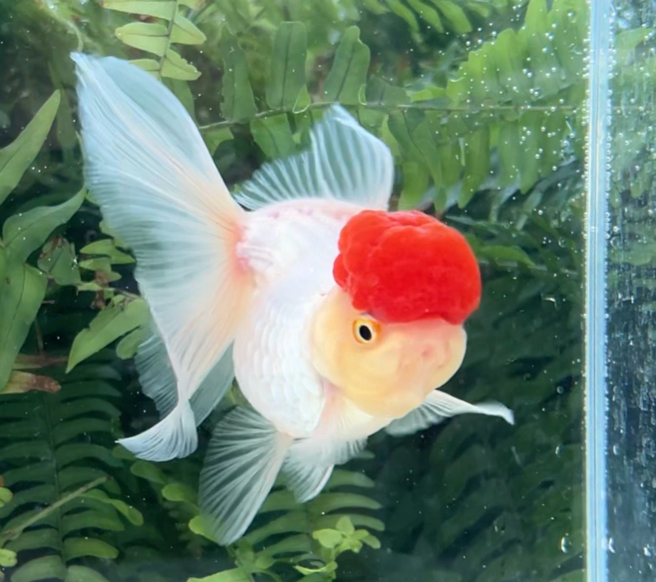Tancho High Head Oranda (F, 4.25”) - Free Shipping