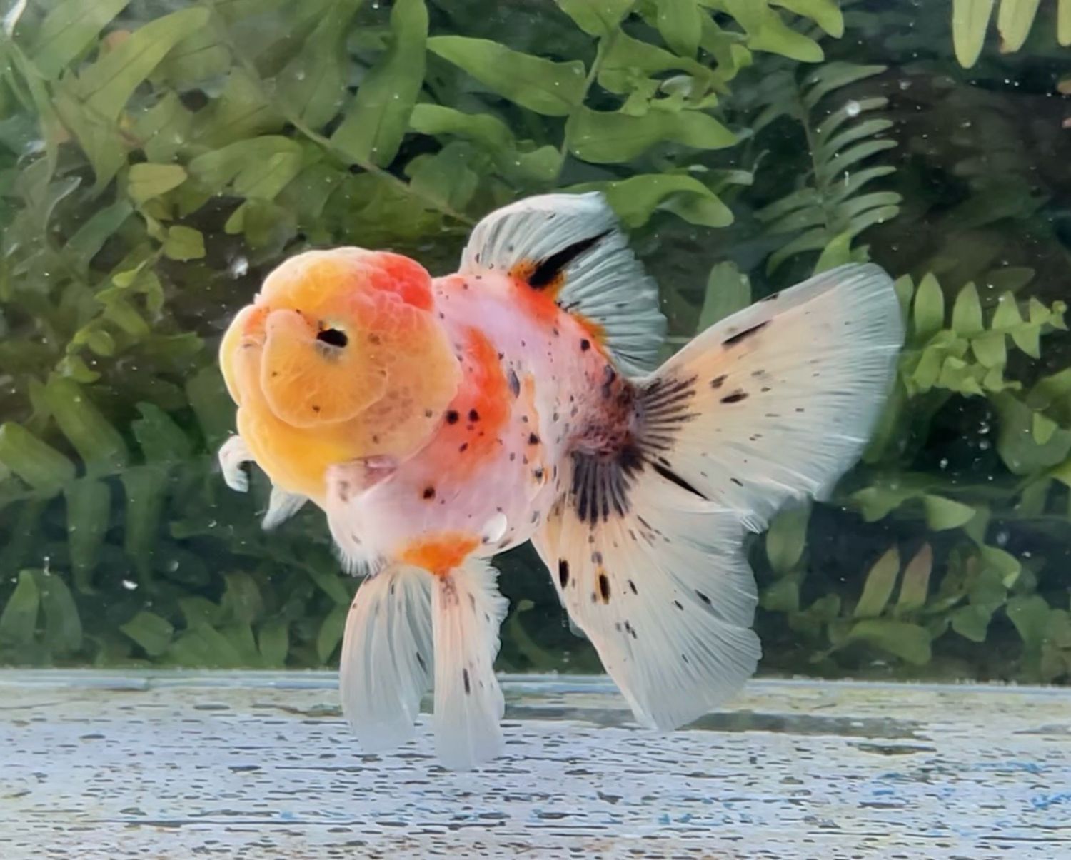 Tri-color Rosetail Oranda (M, 4.25”) - Free Shipping