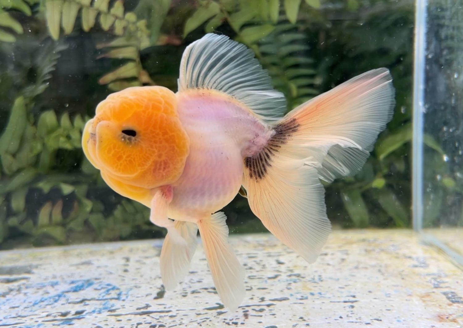 Lemon Head White Matte Rosetail Oranda (M, 4.5”) - Free Shipping