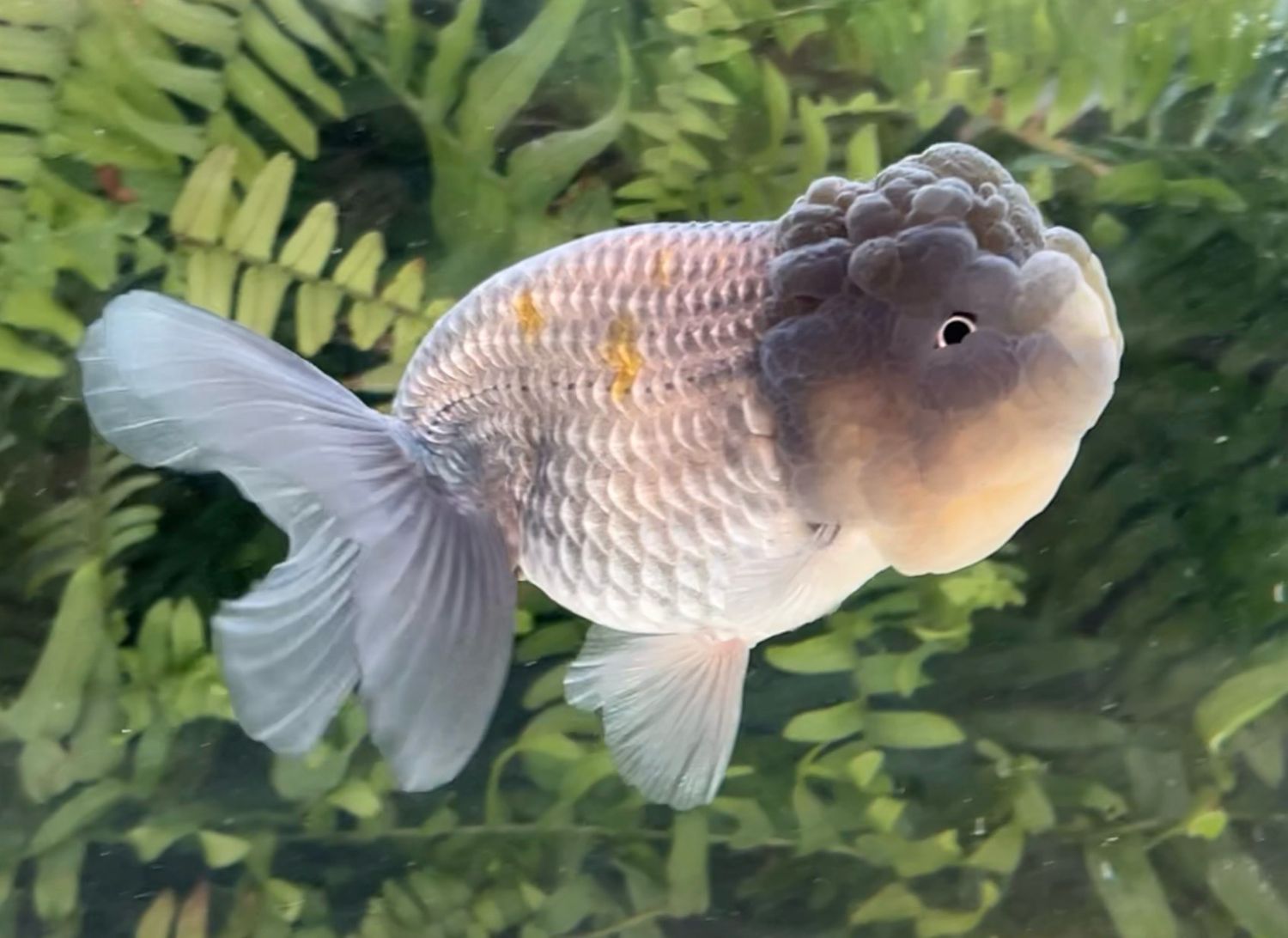 Blue Lionhead (F, 5”) - Free Shipping